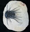 Long Dicranurus Monstrosus Trilobite #15871-1